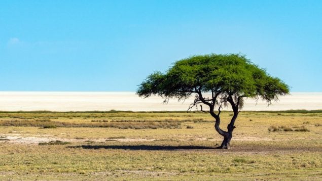 Árbol, naturaleza, curiosidades