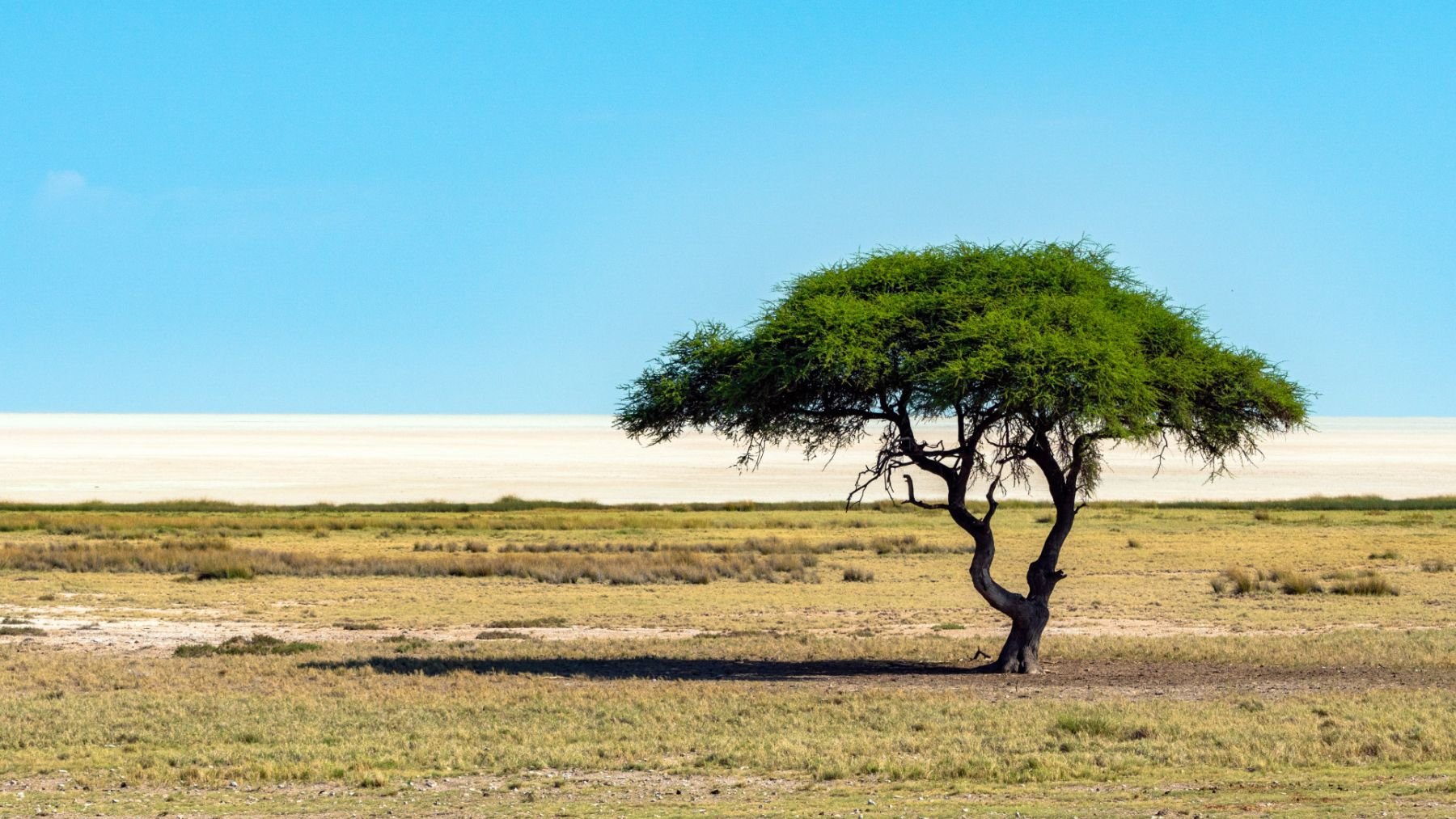 Árbol. Foto: Freepik