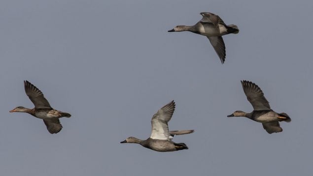 Aves, animales, curiosidades