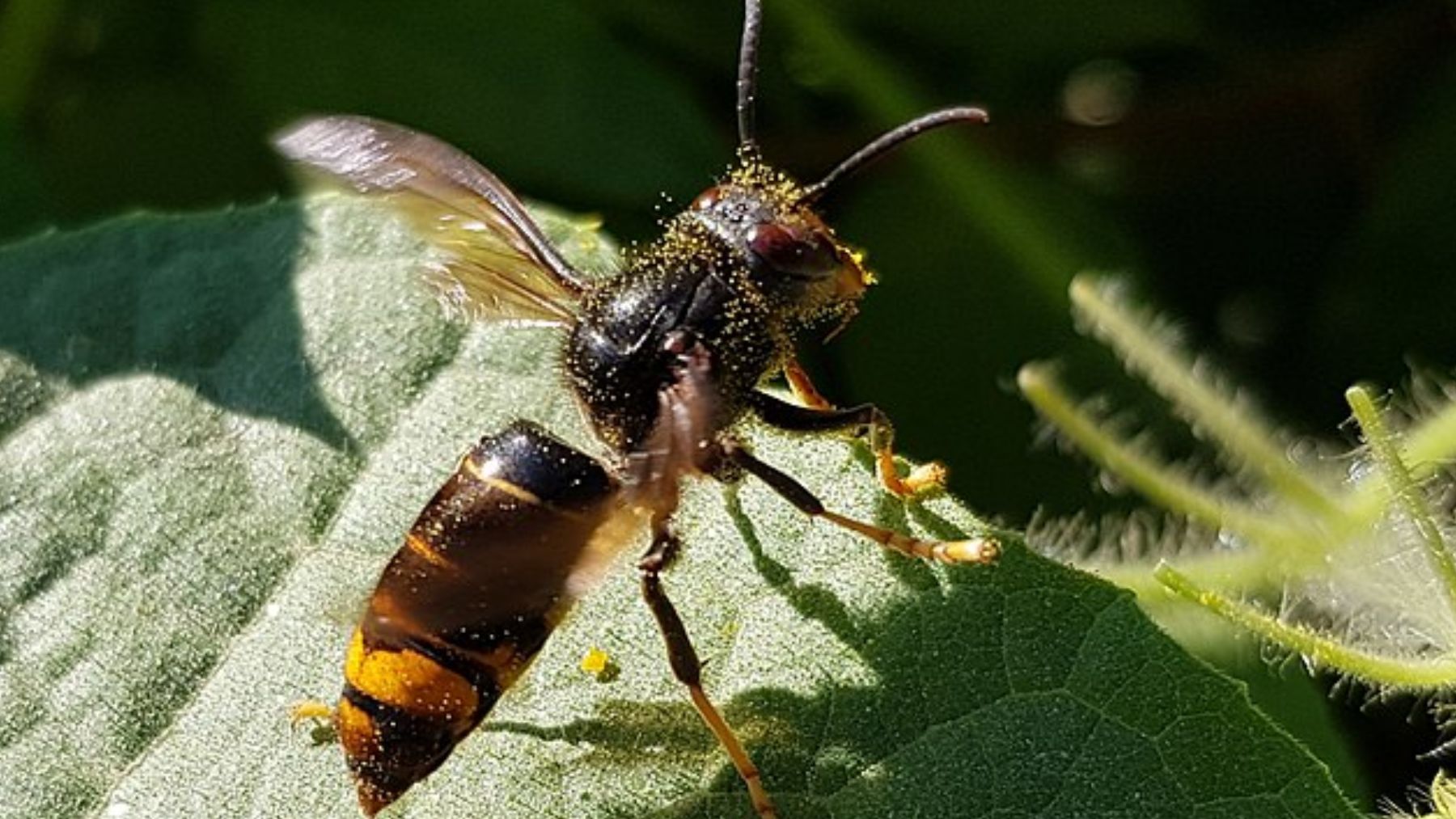Avispa asiática. Foto: Wikimedia Commons / Franck Hidvégi / CC BY-SA 4.0