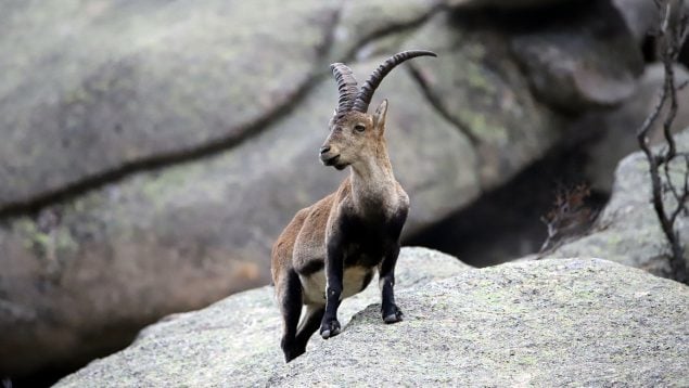 Cabra montés, fauna, naturaleza