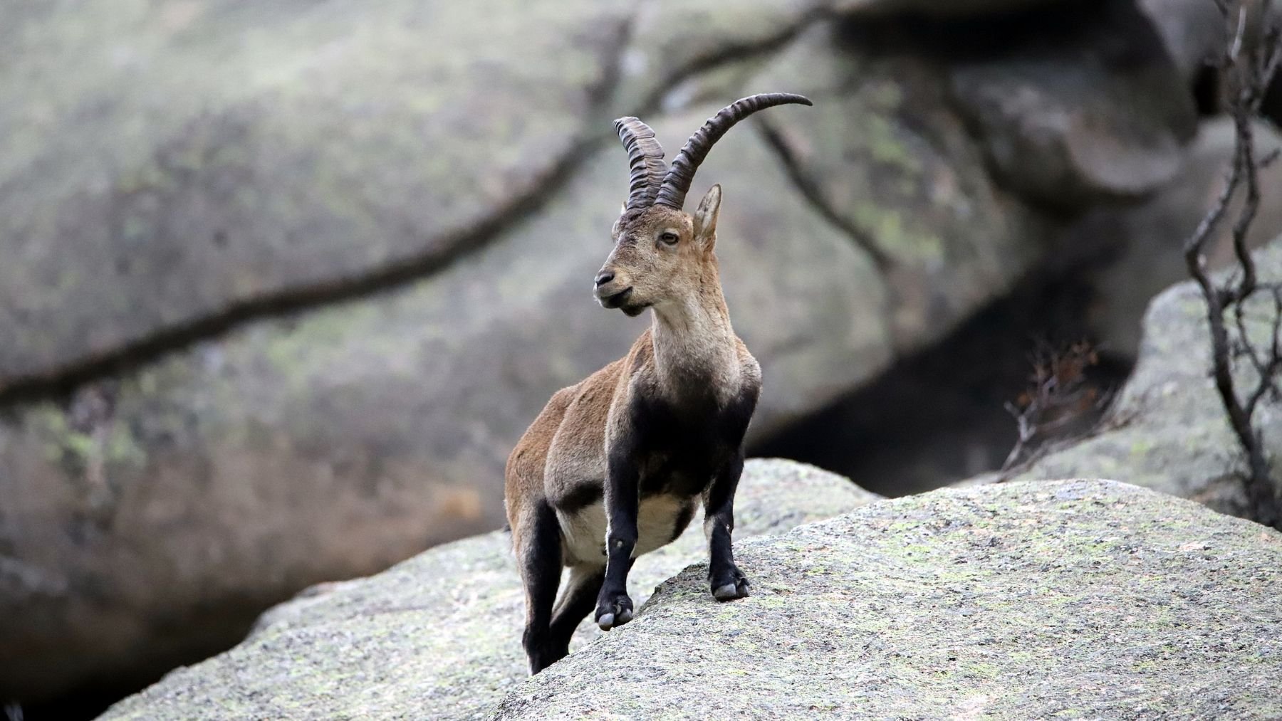 Cabra montés. Foto: Wikimedia Commons / Thomas Holbach /  CC BY-SA 4.0