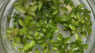 árbol en extinción en el mundo, árbol a punto de extinguirse en Australia, árboles en peligro de extinción, árbol clonado, científicos clonan árboles.