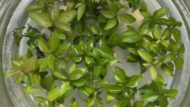 árbol en extinción en el mundo, árbol a punto de extinguirse en Australia, árboles en peligro de extinción, árbol clonado, científicos clonan árboles.