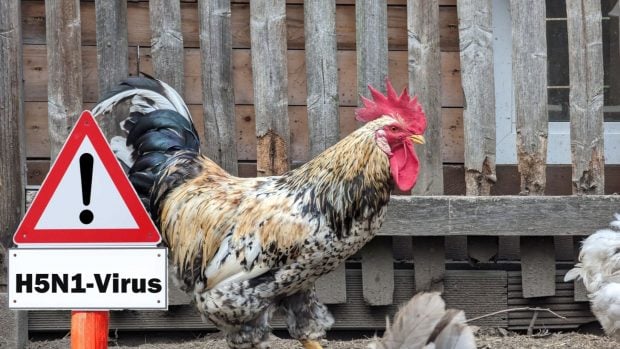 h5n1 gripe aviar gallo