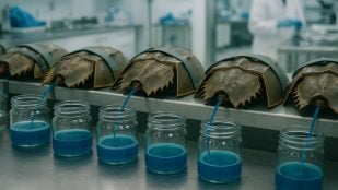 Cangrejo prehistórico