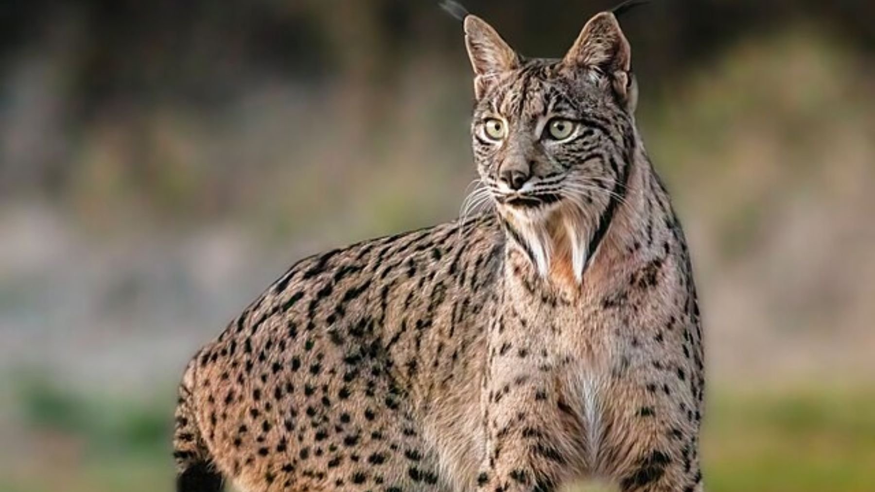Lince ibérico. Foto: Wikimedia Commons / Diego Delso / CC BY-SA 4.0