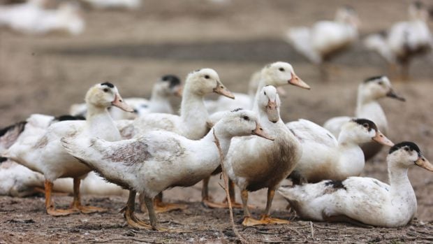Patos en una granja.