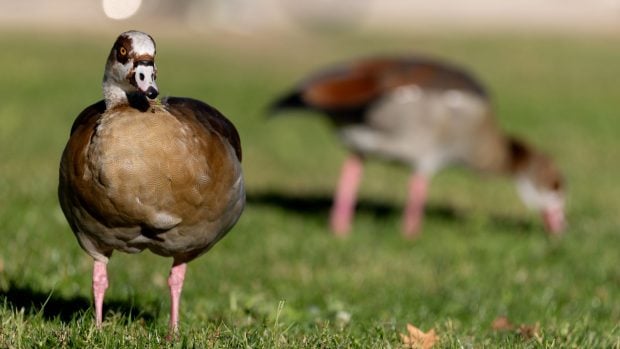Patos Gripe Aviar Móstoles