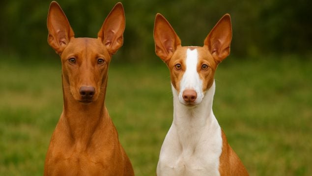 Perros, animales, mascotas