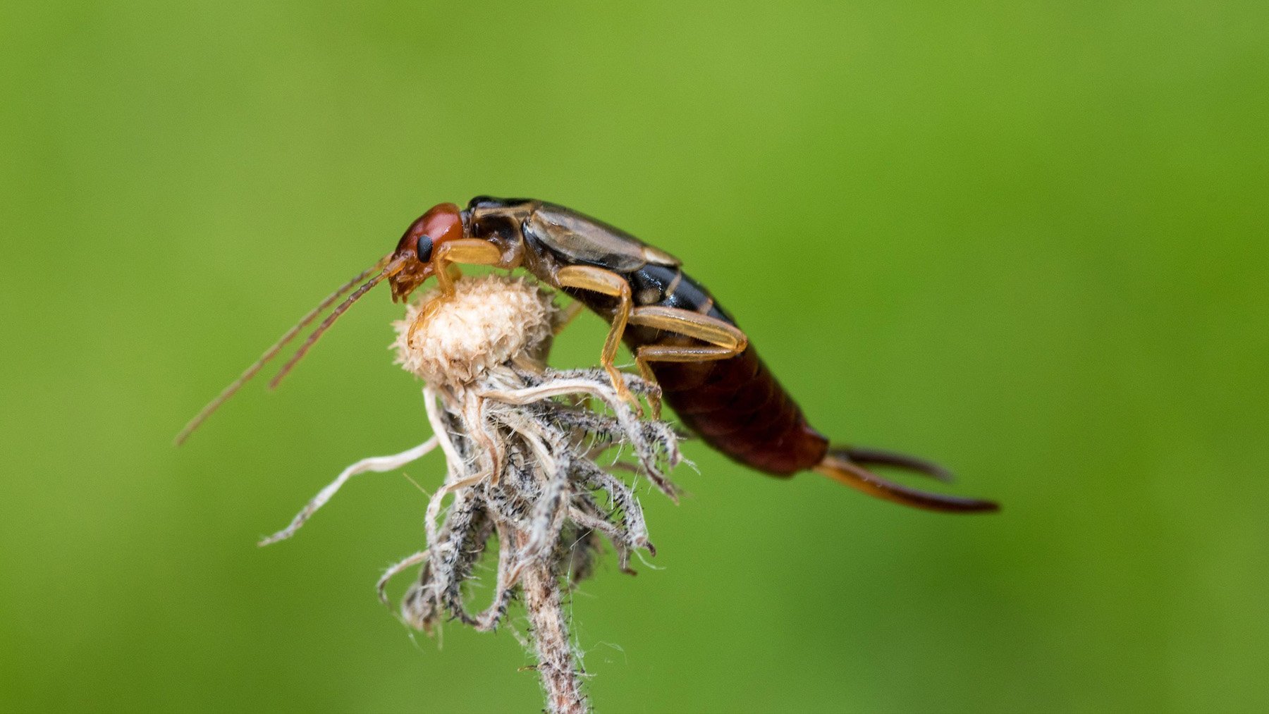 Ni insecticida ni trampas: el truco que recomiendan los expertos para eliminar las tijeretas de tu casa