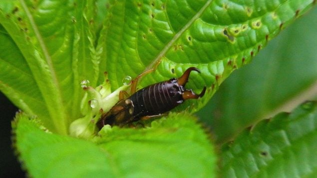 Insecto que invade Málaga