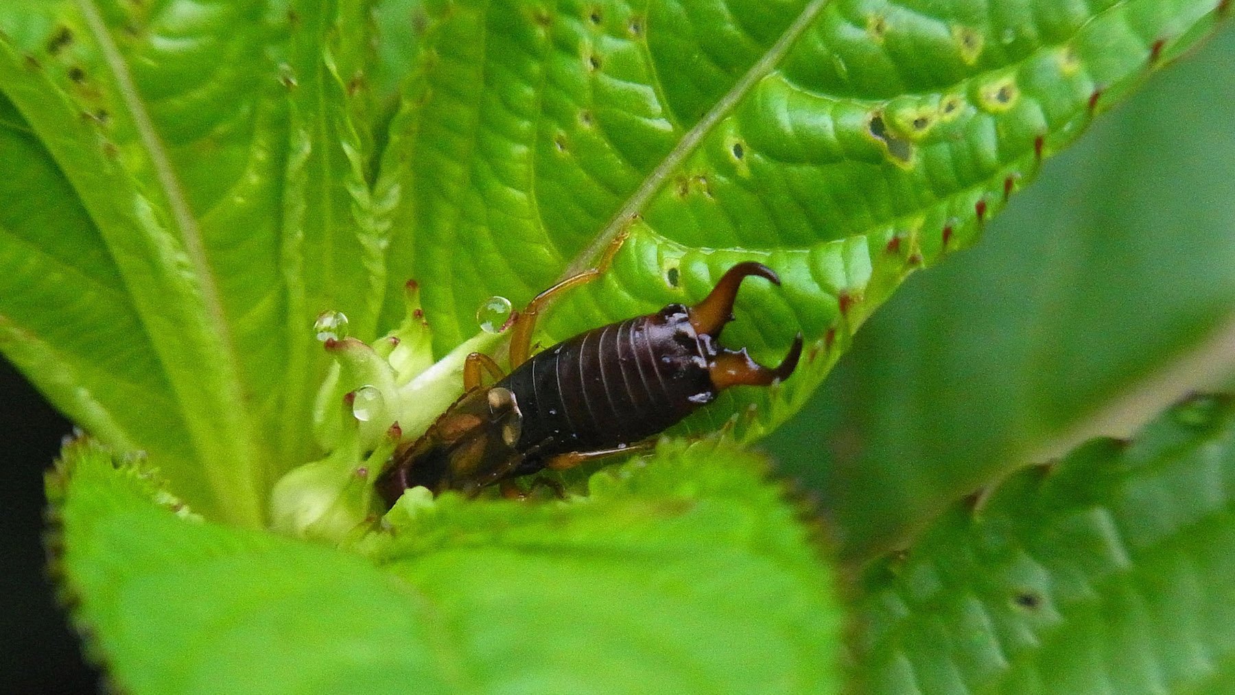 Tijereta posando sobre una planta. Foto: Pixabay.