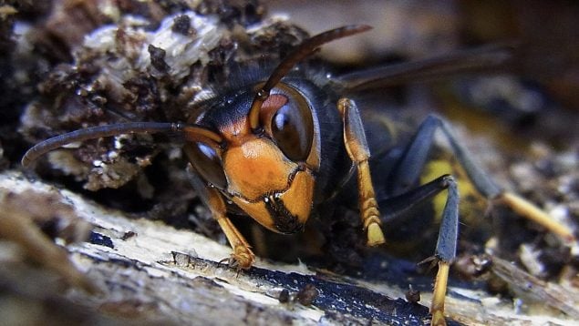 Vespa velutina, avispa, avispa asiática, insectos