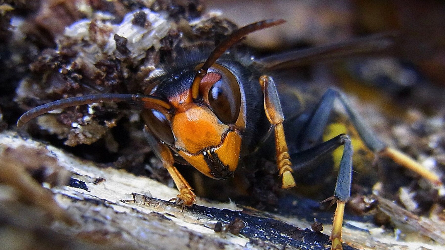Vespa velutina. Imagen: Siga.