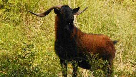 Ejemplar de cabra salvaje en una zona montañosa de Mallorca.