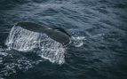 Ballenas boreales
