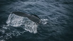 Ballenas boreales