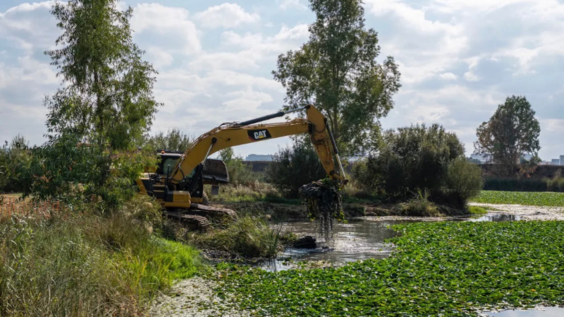 Empiezan las obras para erradicar el nenúfar mejicano del río Guadiana. Imagen: Confederación Hidrográfica del Guadiana.