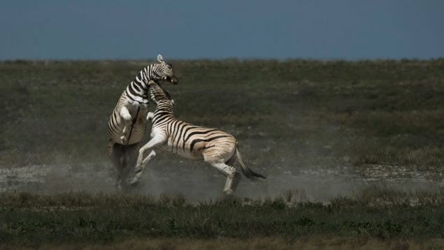 fotografía naturaleza