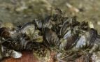 Mejillones cebra, mejillones, animales, especies invasoras