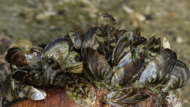 Mejillones cebra, mejillones, animales, especies invasoras
