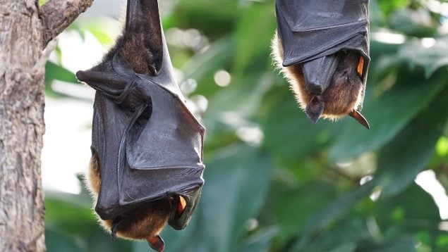 Descubren nueva especie de murciélago en Guinea Ecuatorial, murciélago africano diminuto, hallazgo nueva especie, especie 1.500 de murciélago.