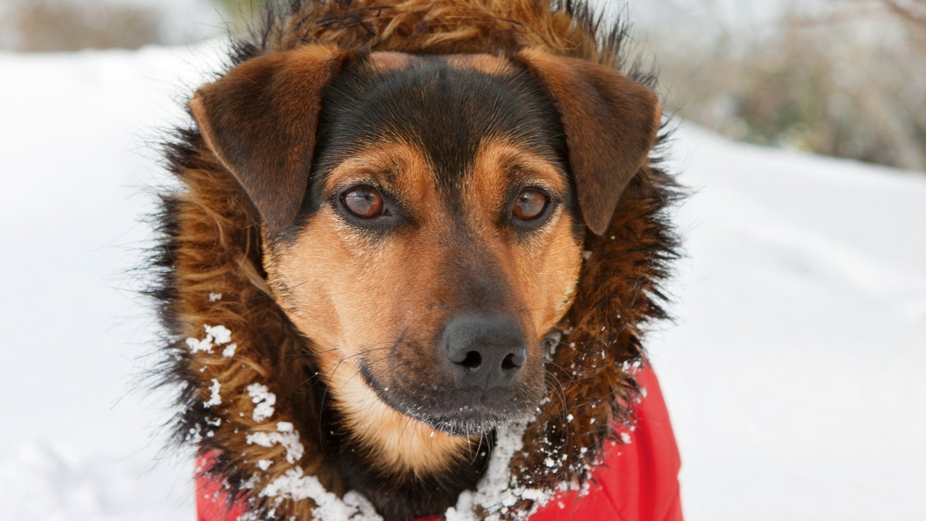 Ni abrigo ni calcetines: el accesorio que debes poner a tu perro en invierno que puede salvarle la vida