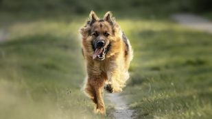 Perro, animales, mascotas