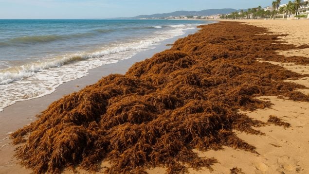 Alga invasora, Mediterráneo, naturaleza
