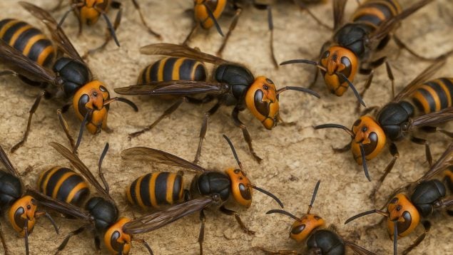 Avispones asiáticos, insectos, naturaleza