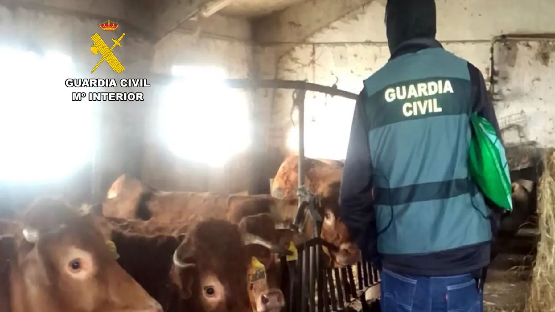 Un Juzgado de Lugo multa con 270 € a un paisano por realizar “actos sexuales” con una vaca