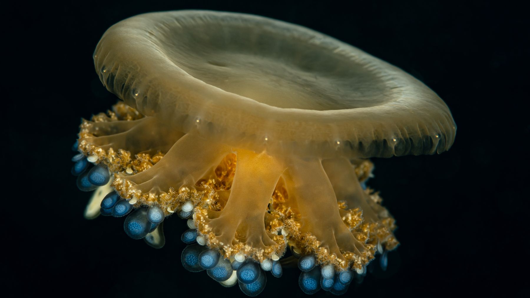 Entre los animales desplazados por el cambio climáticos se encuentran las medusas tropicales, como esta Cassiopea andromeda, que son  cada vez más habituales en nuestro Mediterráneo.
