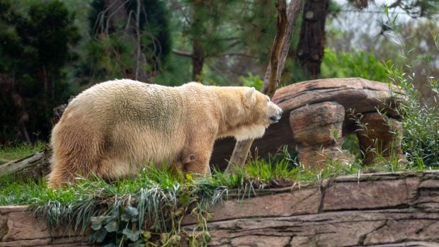 Animales y plantas aparecen en zonas muy alejadas de sus h&aacute;bitats naturales. Una especie de oso grolar.