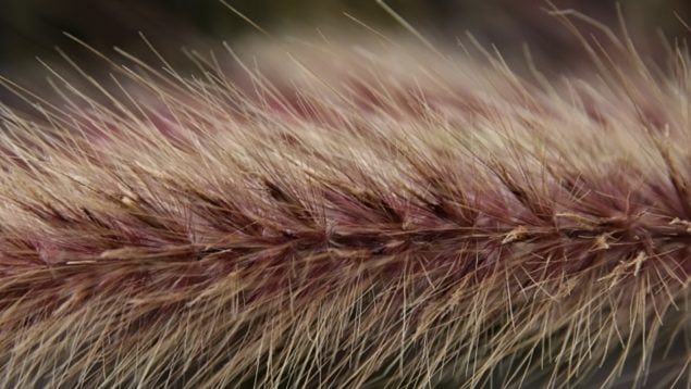 Pennisetum setaceum, especie invasora, planta