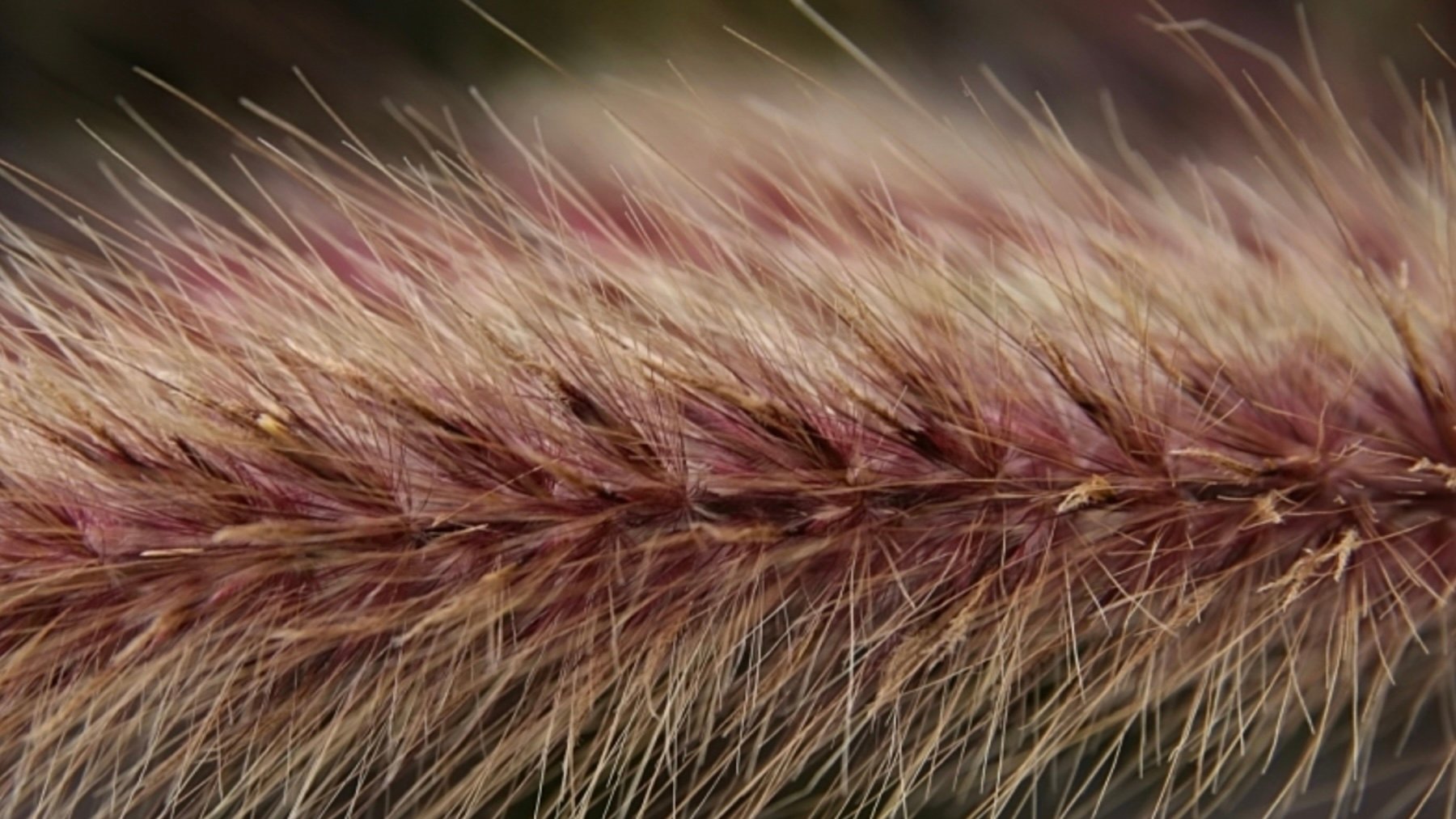 Pennisetum setaceum. Imagen: David J. Stang / Wikimedia Commons.