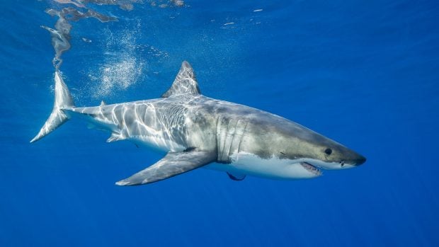 tibur&oacute;n blanco. 