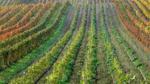 Silicon Valley quería pagarle 15 millones por sus tierras raras, pero este agricultor lo rechazó: "Mis amigos están muy contentos"