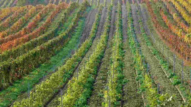 Silicon Valley quer&iacute;a pagarle 15 millones por sus tierras raras, pero este agricultor lo rechaz&oacute;: "Mis amigos est&aacute;n muy contentos"