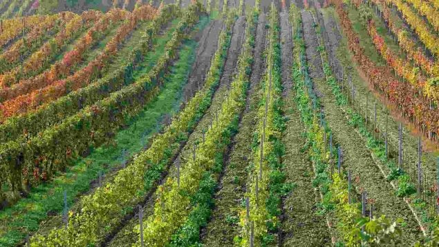 Agricultores españoles contra los productos de Egipto, agricultura española en Egipto, españoles en el campo, agricultores en España, problema de la agricultura en España.