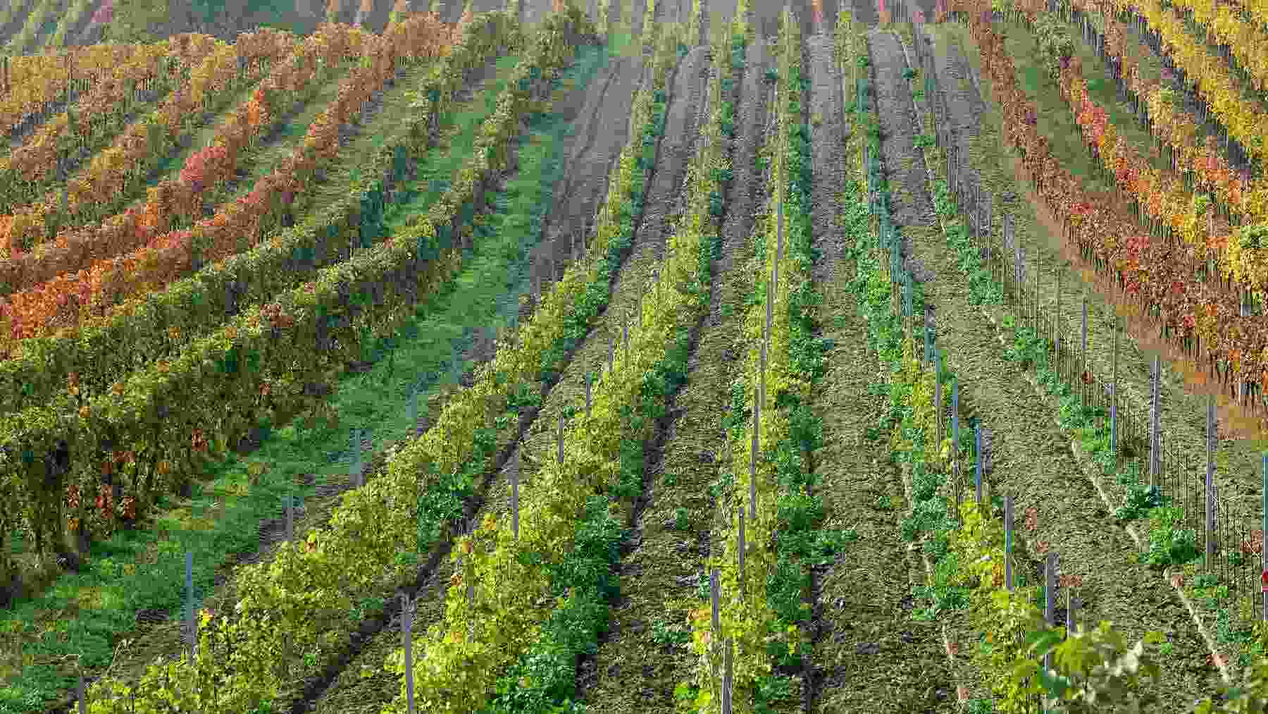 Los agricultores españoles ponen el grito en el cielo y ya piden medidas contra los productos de Egipto