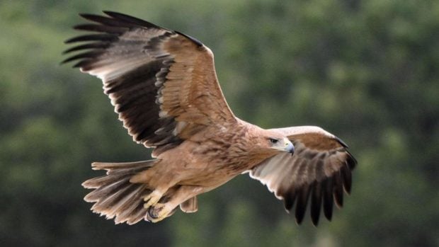 águila imperial guarda