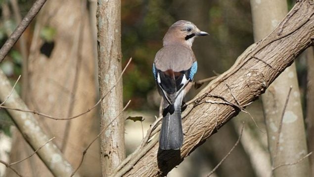 Ave, animales, curiosidades