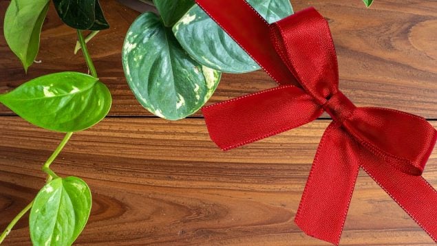 Planta con cinta roja