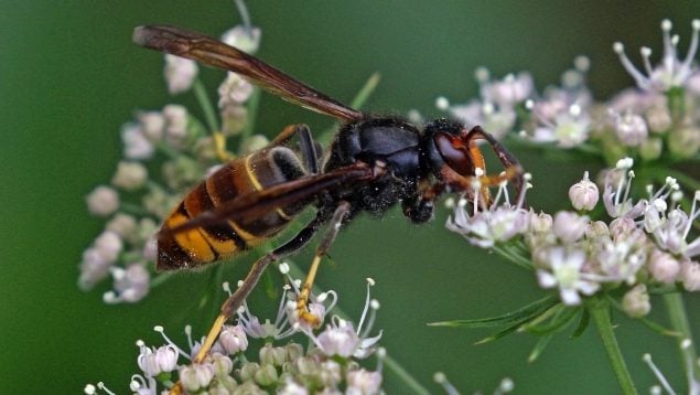 Avispa asiática