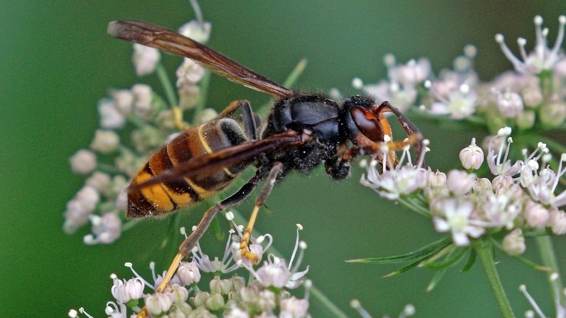 Avispa asiática velutina. Foto: Charles J. Sharp en Wikimedia Commons.