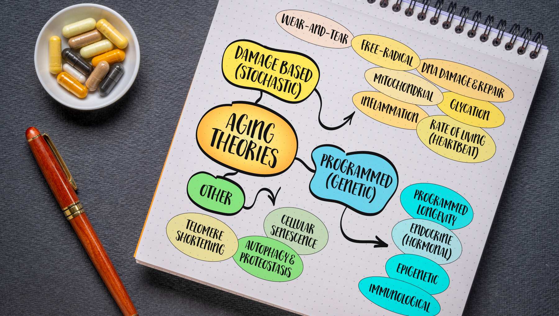 Envejecimiento inmunológico.