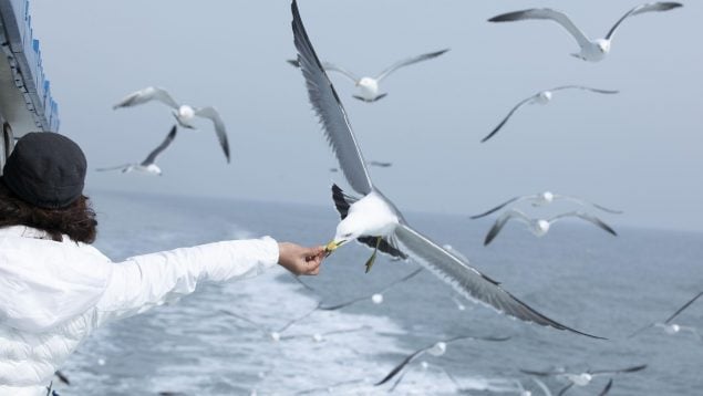 Científicos ponen GPS a las gaviotas, un GPS demuestra cómo las gaviotas transportan basura, gaviota y medioambiente.