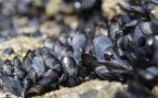 Los mejillones pueden salvar a la humanidad, mejillón puede salvarnos según un científico español, por qué los mejillones pueden salvar la Tierra según la ciencia.