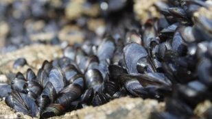 Los mejillones pueden salvar a la humanidad, mejillón puede salvarnos según un científico español, por qué los mejillones pueden salvar la Tierra según la ciencia.
